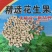 天府3号花生精品小日本花生，支持视频看货，基地直供