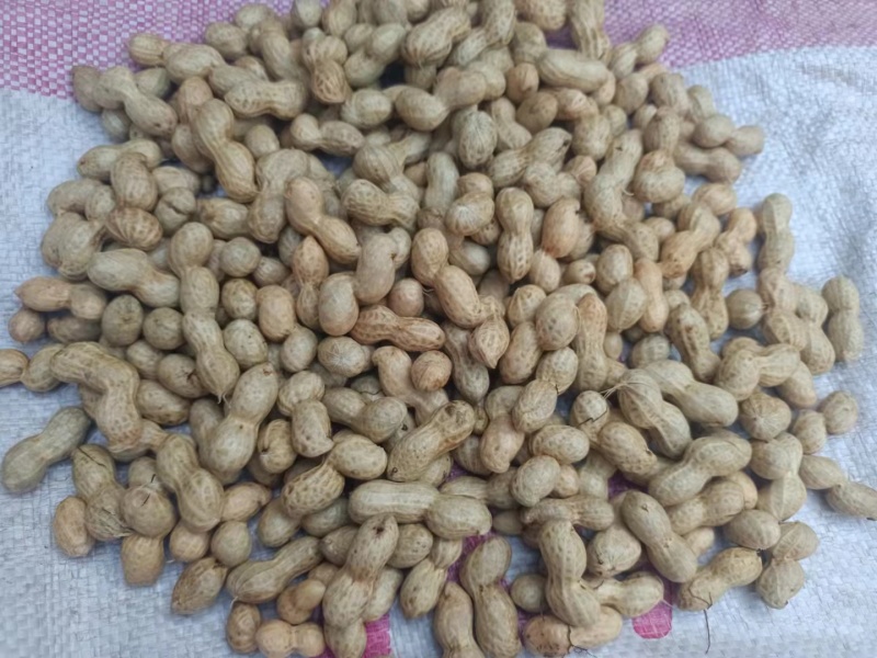 天府3号花生精品小日本花生，支持视频看货，基地直供