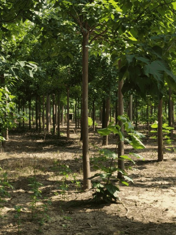楸树供应各种规格秋树河南楸树基地～速生楸树苗子