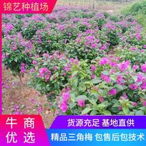 四【畅销榜TOP3】三角梅紫花球型、笼子品种纯正观赏类