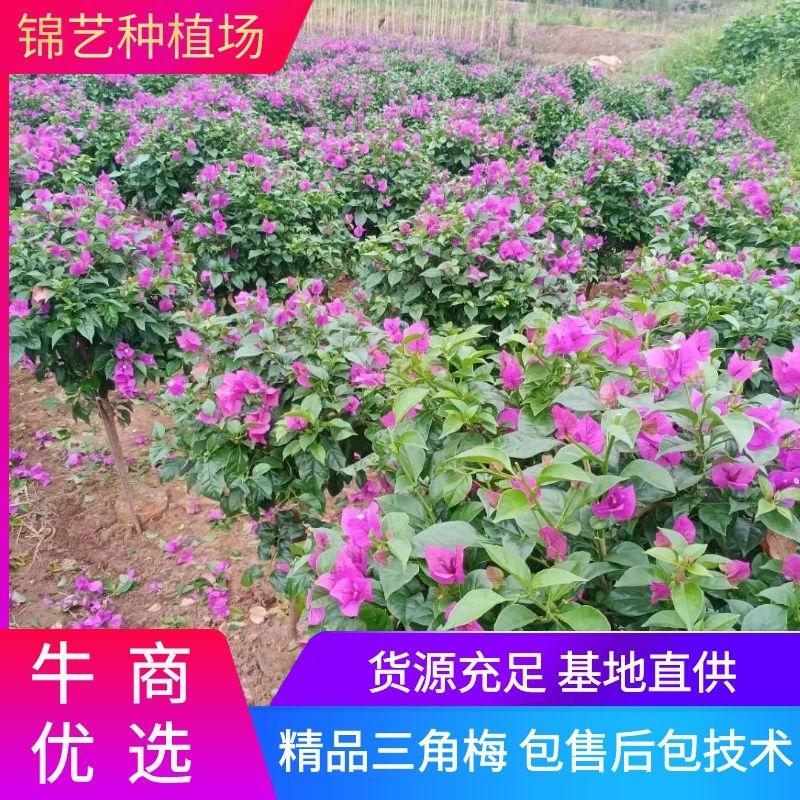 四【畅销榜TOP3】三角梅紫花球型、笼子品种纯正观赏类
