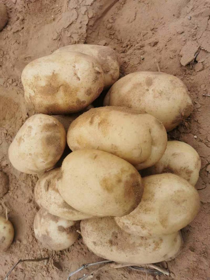 【推荐】陕西土豆大量供应保质保量欢迎大家前来咨询