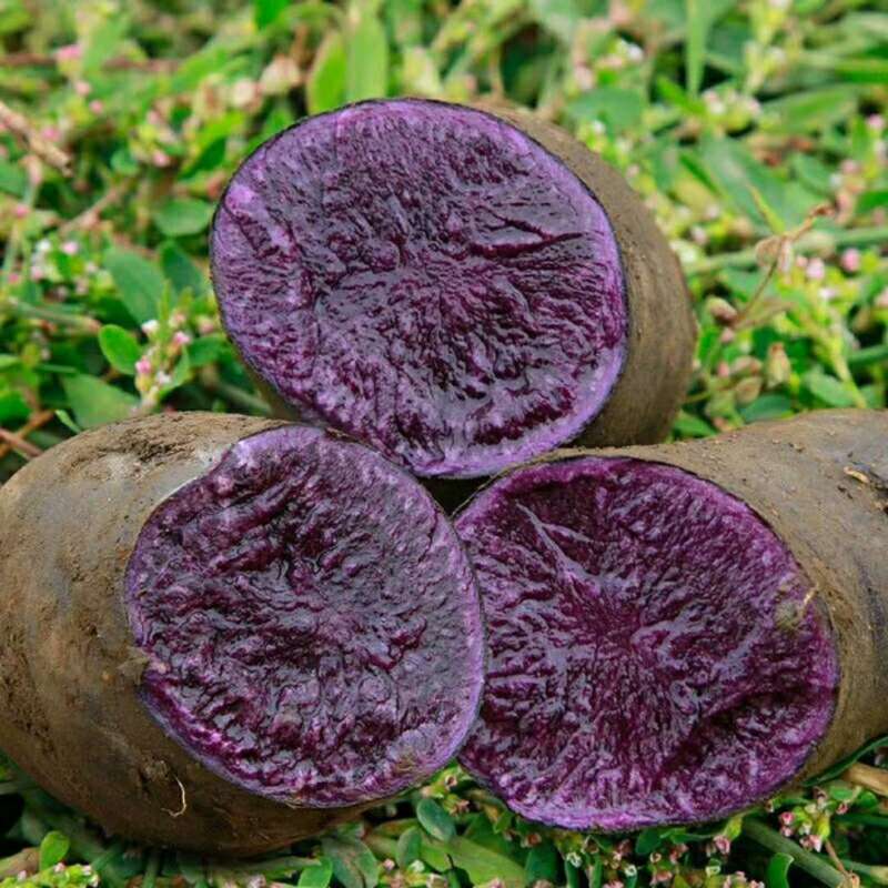 紫土豆批发，红土豆批发，基地直发，各种规格，诚信经营