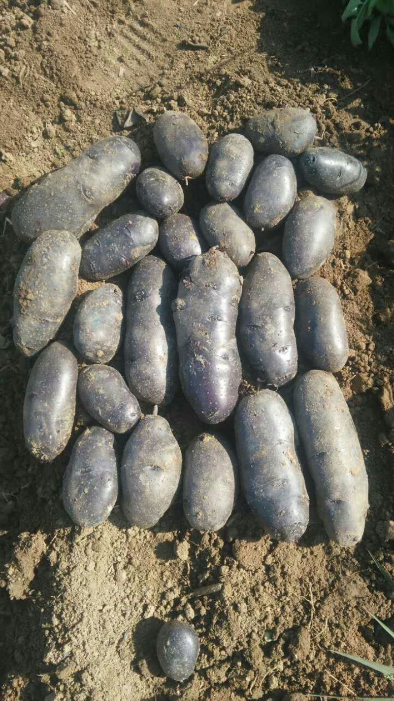 紫土豆批发，红土豆批发，基地直发，各种规格，诚信经营