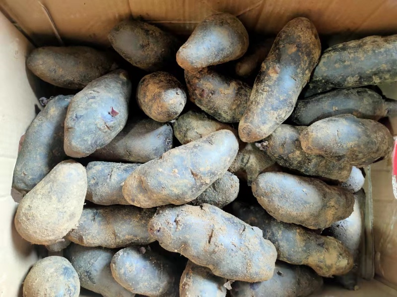 紫土豆批发，红土豆批发，基地直发，各种规格，诚信经营