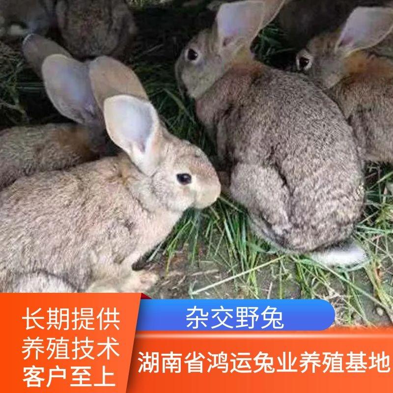 湖南比利时杂交野兔种兔兔苗肉兔包运输包技术养殖场直销