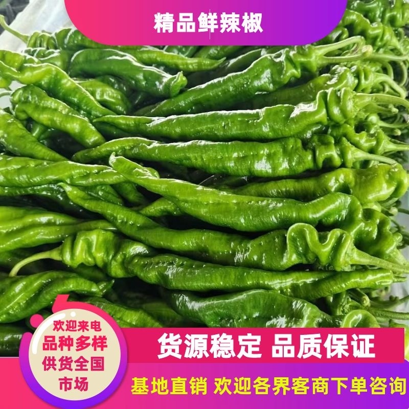 山东精品螺丝椒各种鲜辣椒专业代办辣椒