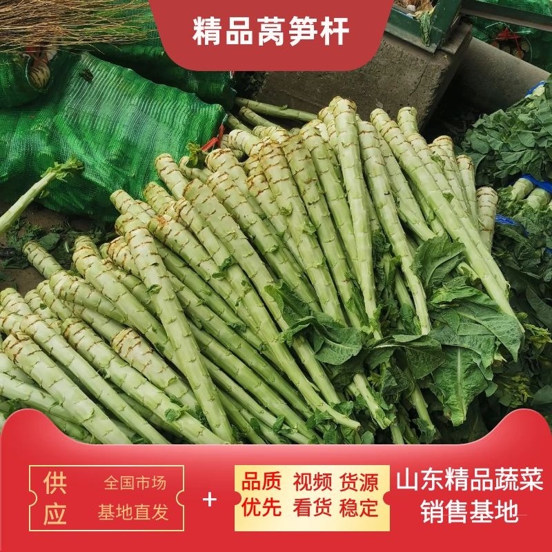 精品莴笋杆子青皮青肉没有空心骨节单颗1.5左右
