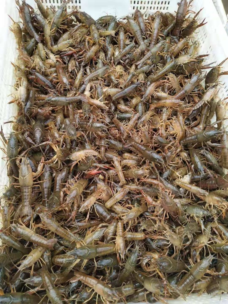 小龙虾苗小龙虾虾苗千亩基地直供全程技术服务