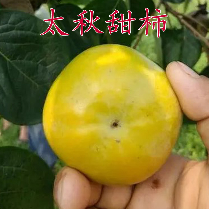 柿子树苗日本甜柿太秋甜柿苗柿子树苗基地直销