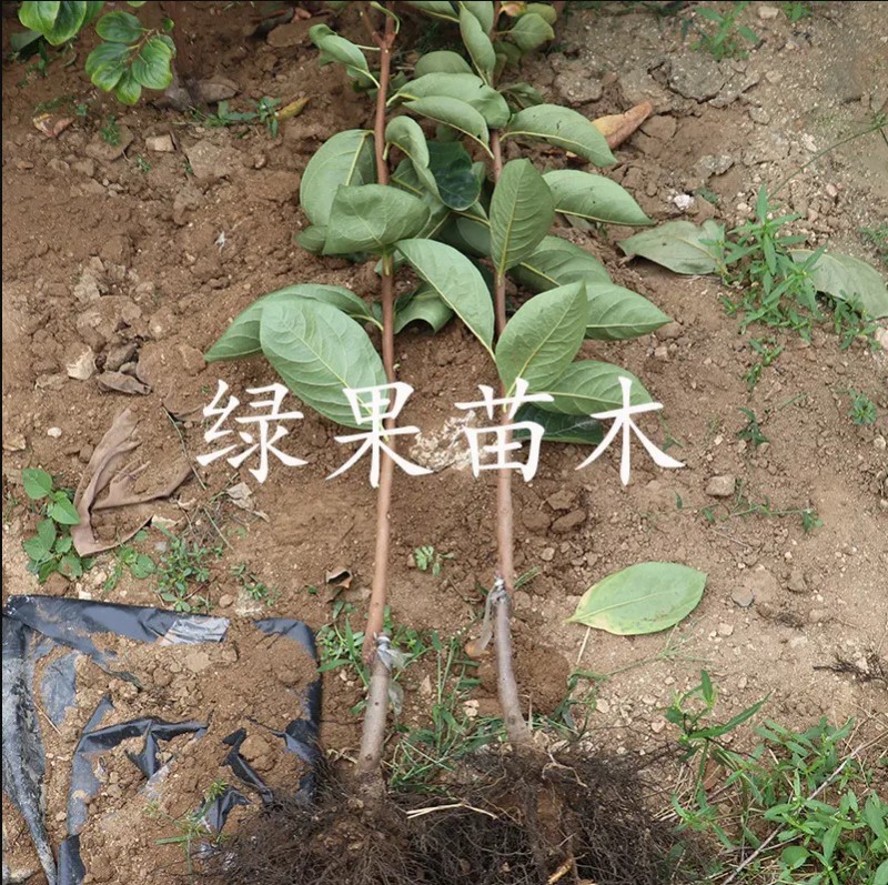 柿子树苗日本甜柿太秋甜柿苗柿子树苗基地直销