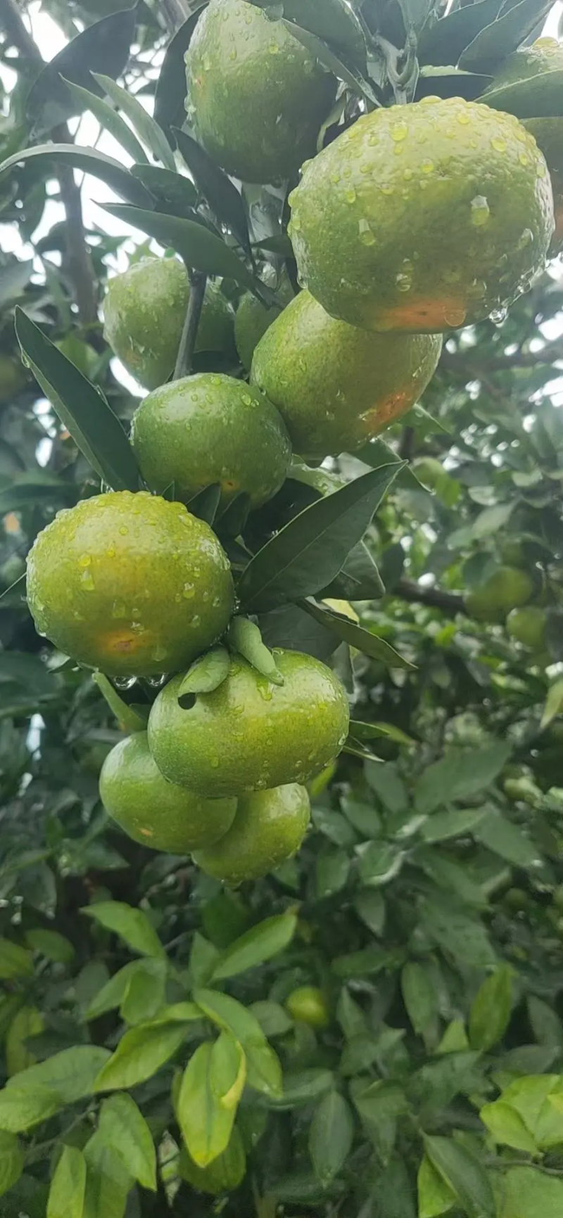 蜜橘云南特早无核蜜橘农民果园供货鲜果采摘产地批发