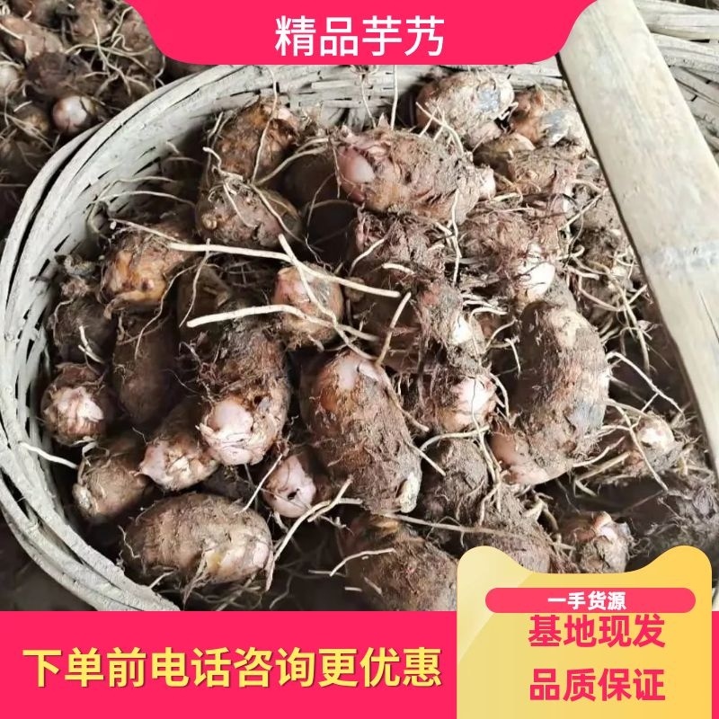 专注红芽芋多年，坐拥基地上万亩提供一手货源，满足各种需求