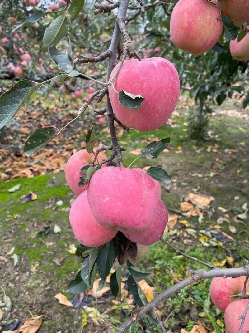 【苹果】山东红星苹果产地一手货源个头大口感脆甜