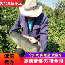 精品冬瓜河北邢台隆尧县优质黑皮冬瓜产地直销欢迎下单