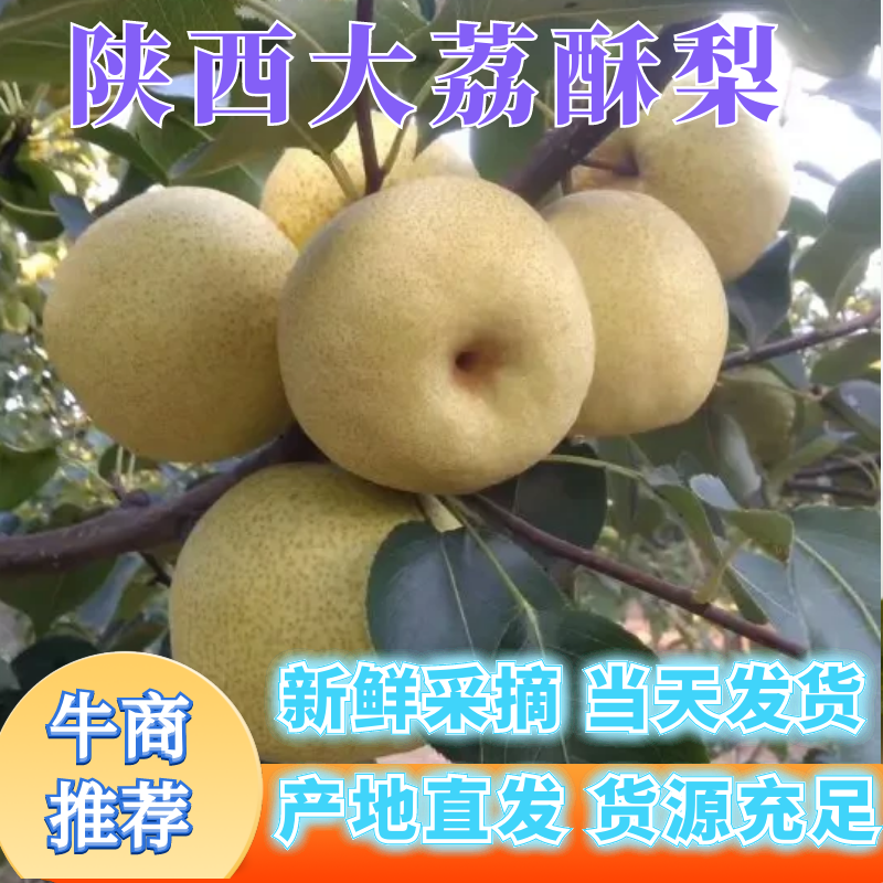 陕西酥梨上市中，保质保量，口感脆甜多汁，代发全国