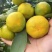 蜜橘湖北特早蜜橘柑桔大量上市入口化渣可视频看货