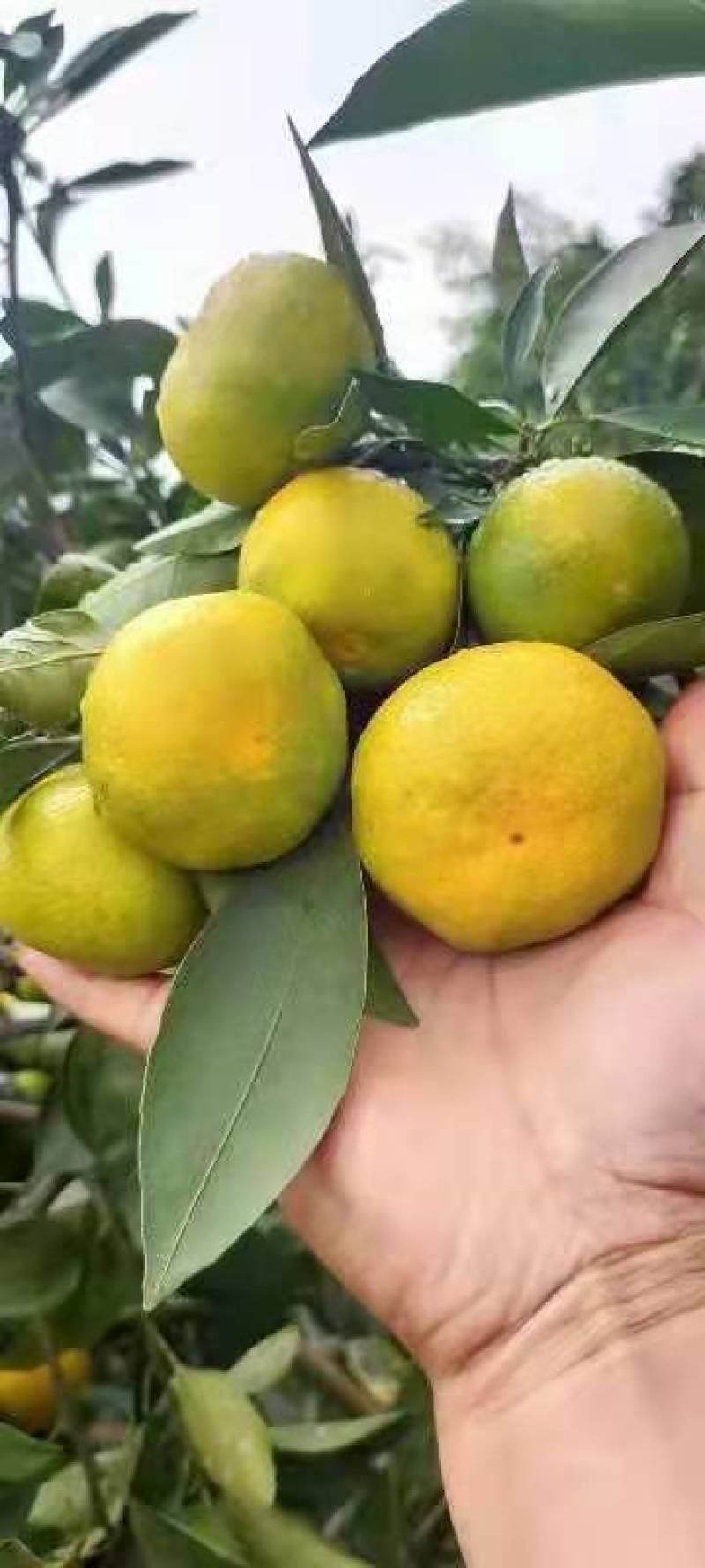 蜜橘湖北特早蜜橘柑桔大量上市入口化渣可视频看货