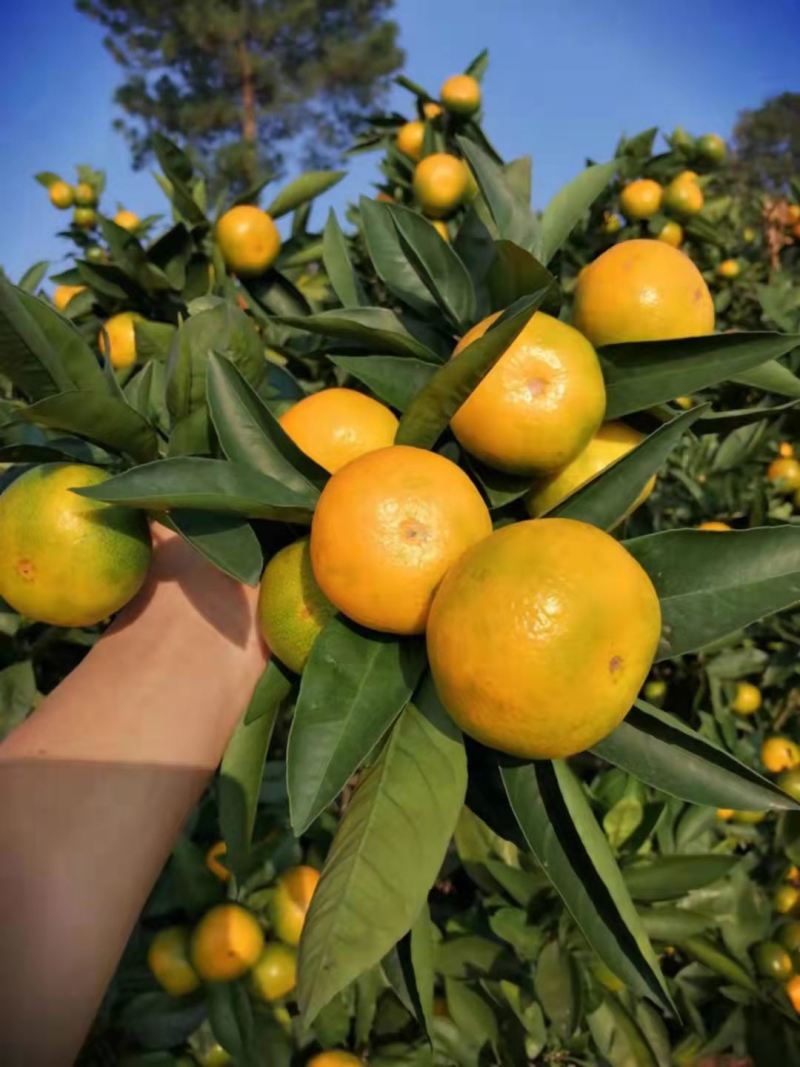 蜜橘湖北特早蜜橘柑桔大量上市入口化渣可视频看货