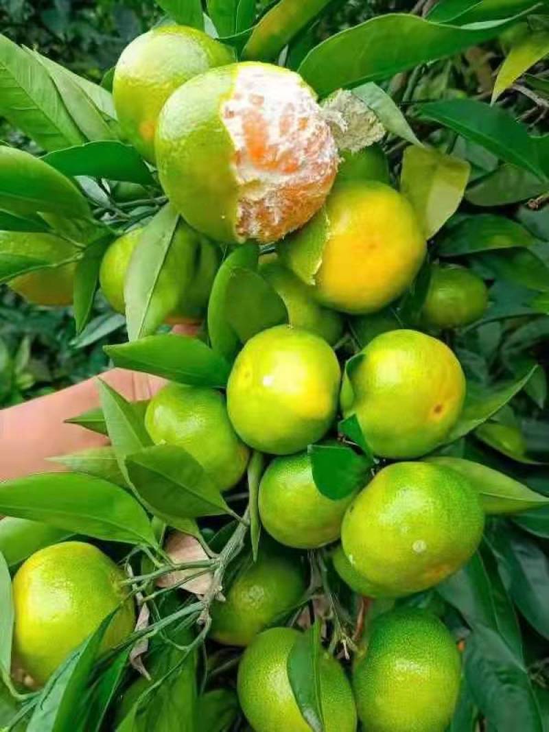 蜜橘湖北特早蜜橘柑桔大量上市入口化渣可视频看货