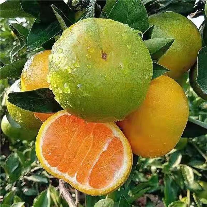 蜜橘湖北特早蜜橘柑桔大量上市入口化渣可视频看货