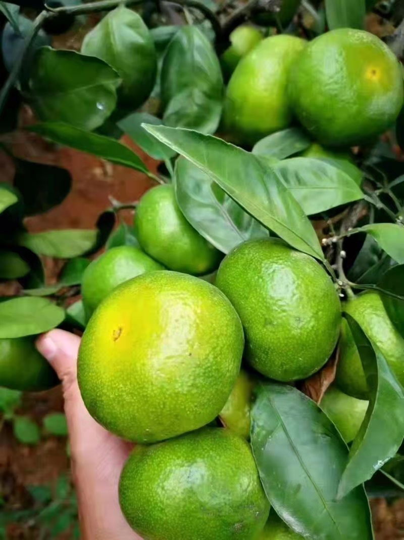 蜜橘湖北特早蜜橘柑桔大量上市入口化渣可视频看货