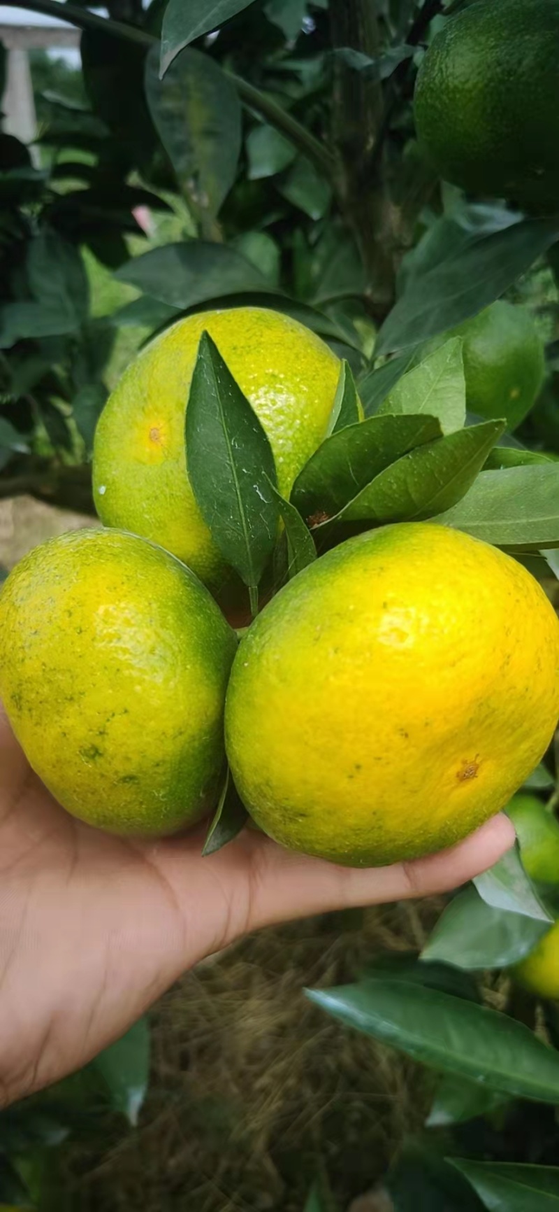 蜜橘湖北特早蜜橘柑桔大量上市入口化渣可视频看货