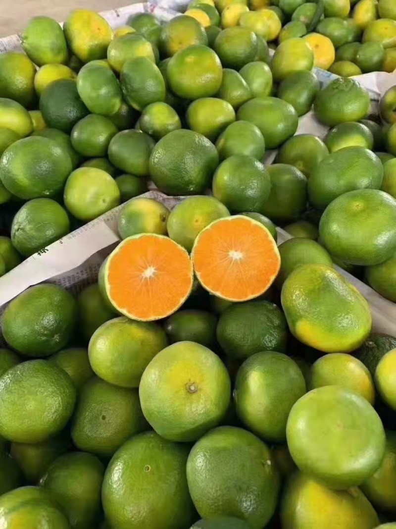 蜜橘湖北特早蜜橘柑桔大量上市入口化渣可视频看货