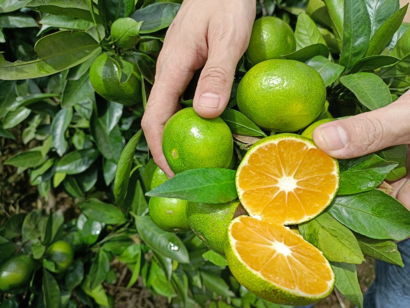 蜜橘湖北特早蜜橘柑桔大量上市入口化渣可视频看货