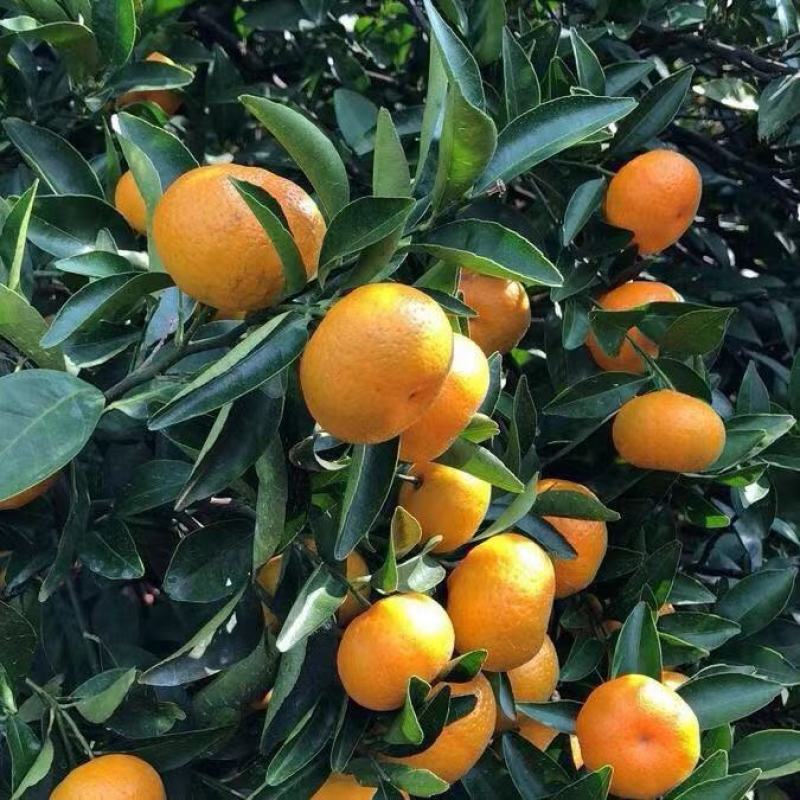 蜜橘湖北蜜橘大量上市万亩基地产地直发一手货源欢迎咨询