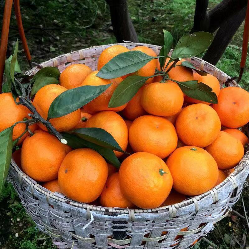 蜜橘湖北蜜橘大量上市万亩基地产地直发一手货源欢迎咨询