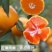 蜜橘湖北蜜橘大量上市万亩基地产地直发一手货源欢迎咨询