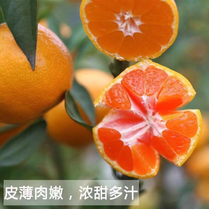 蜜橘湖北蜜橘大量上市万亩基地产地直发一手货源欢迎咨询