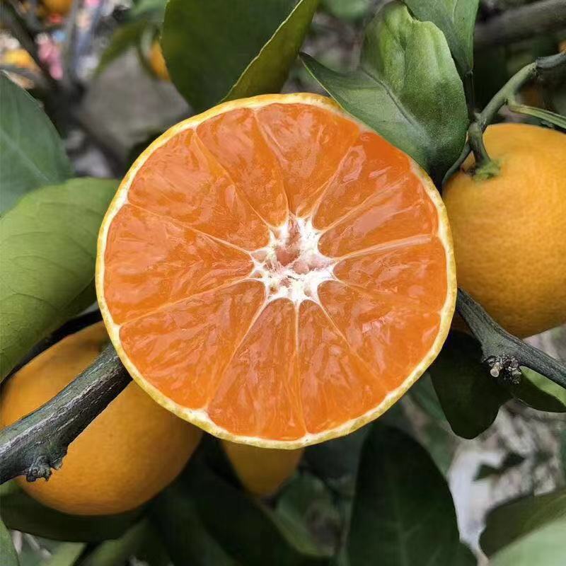 蜜橘湖北蜜橘大量上市万亩基地产地直发一手货源欢迎咨询