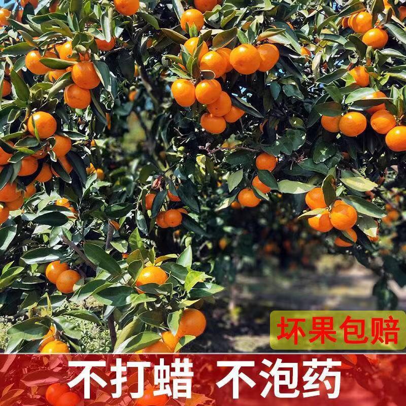 蜜橘湖北蜜橘大量上市万亩基地产地直发一手货源欢迎咨询