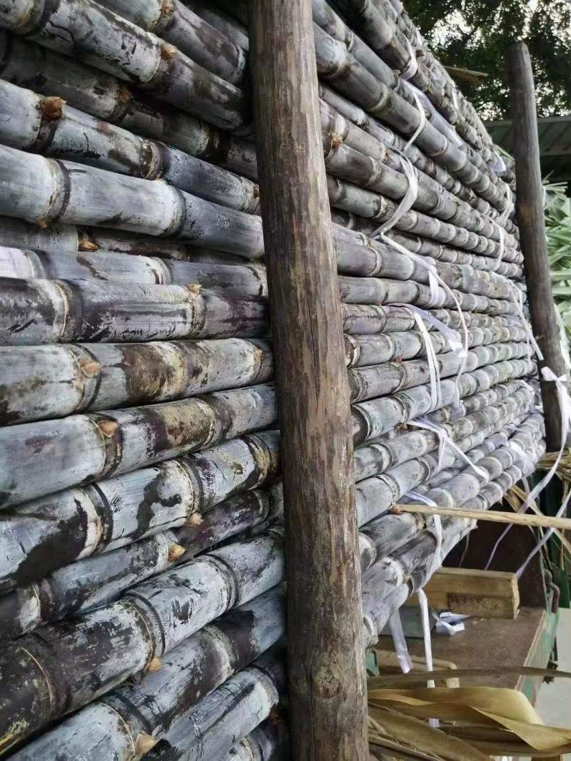 黑皮甘蔗广西果蔗黑亮粗壮节长脆甜代发全国