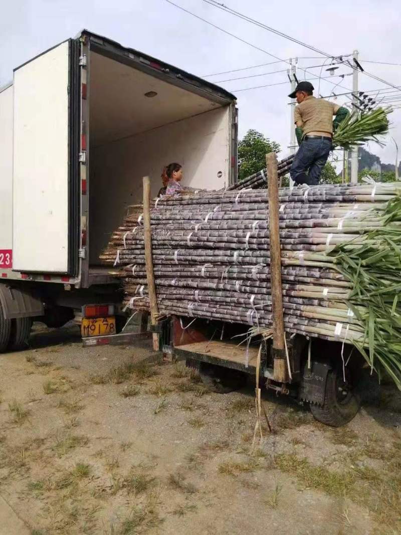 黑皮甘蔗广西果蔗黑亮粗壮节长脆甜代发全国