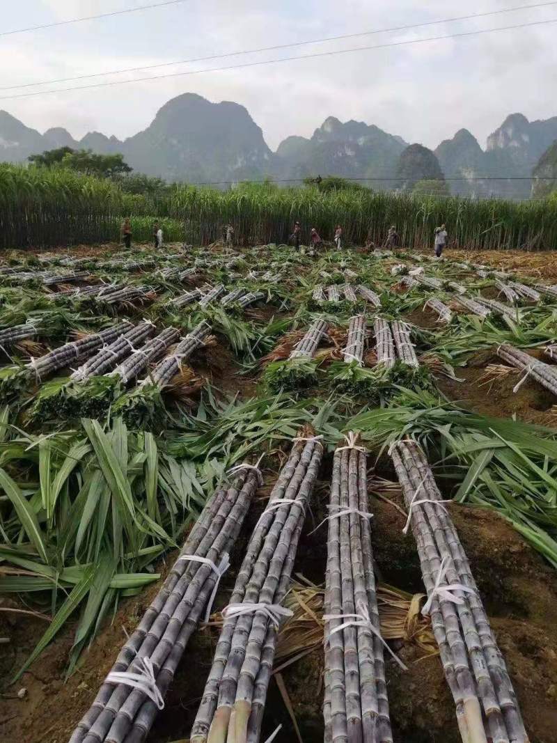 黑皮甘蔗清甜可口产地批发可实地考察看货品质佳