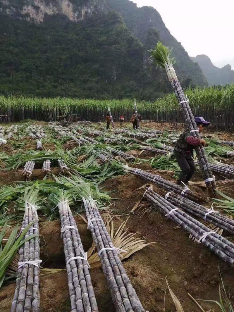 黑皮甘蔗清甜可口产地批发可实地考察看货品质佳