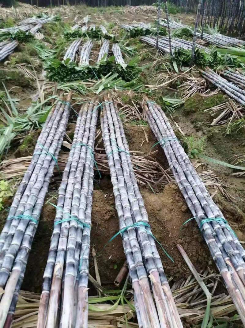 精品广西黑皮甘蔗质量好节长脆甜汁多一手货源诚信经营