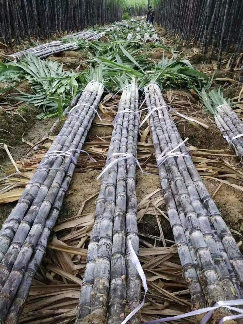 精品广西黑皮甘蔗质量好节长脆甜汁多一手货源诚信经营