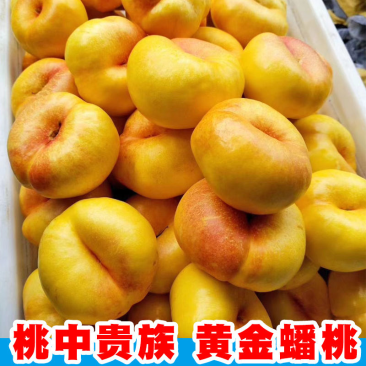 【原产地认证】蟠桃苗各种桃树保成活欢迎咨询下单