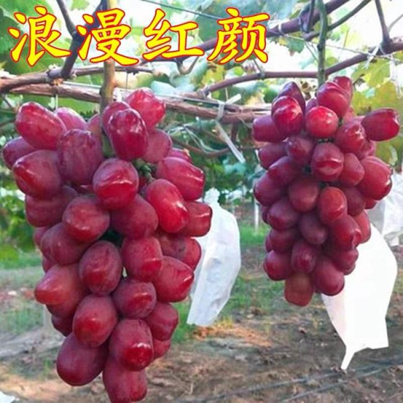 【优选】河北葡萄苗浪漫红颜葡萄苗品种多样规格齐全欢迎咨询