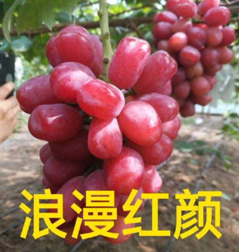 【优选】河北葡萄苗浪漫红颜葡萄苗品种多样规格齐全欢迎咨询