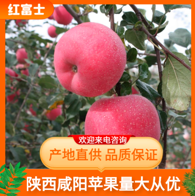【推荐】陕西苹果晚熟红富士礼泉苹果脆甜可口诚信代办