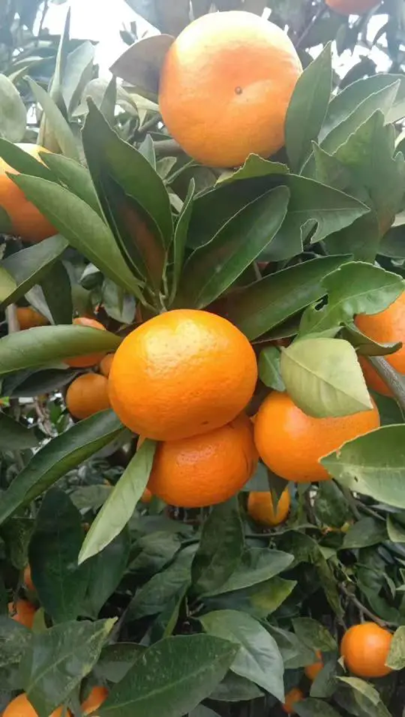 湖北小叶蜜橘高山蜜橘柑桔皮薄无渣产地直发视频看货
