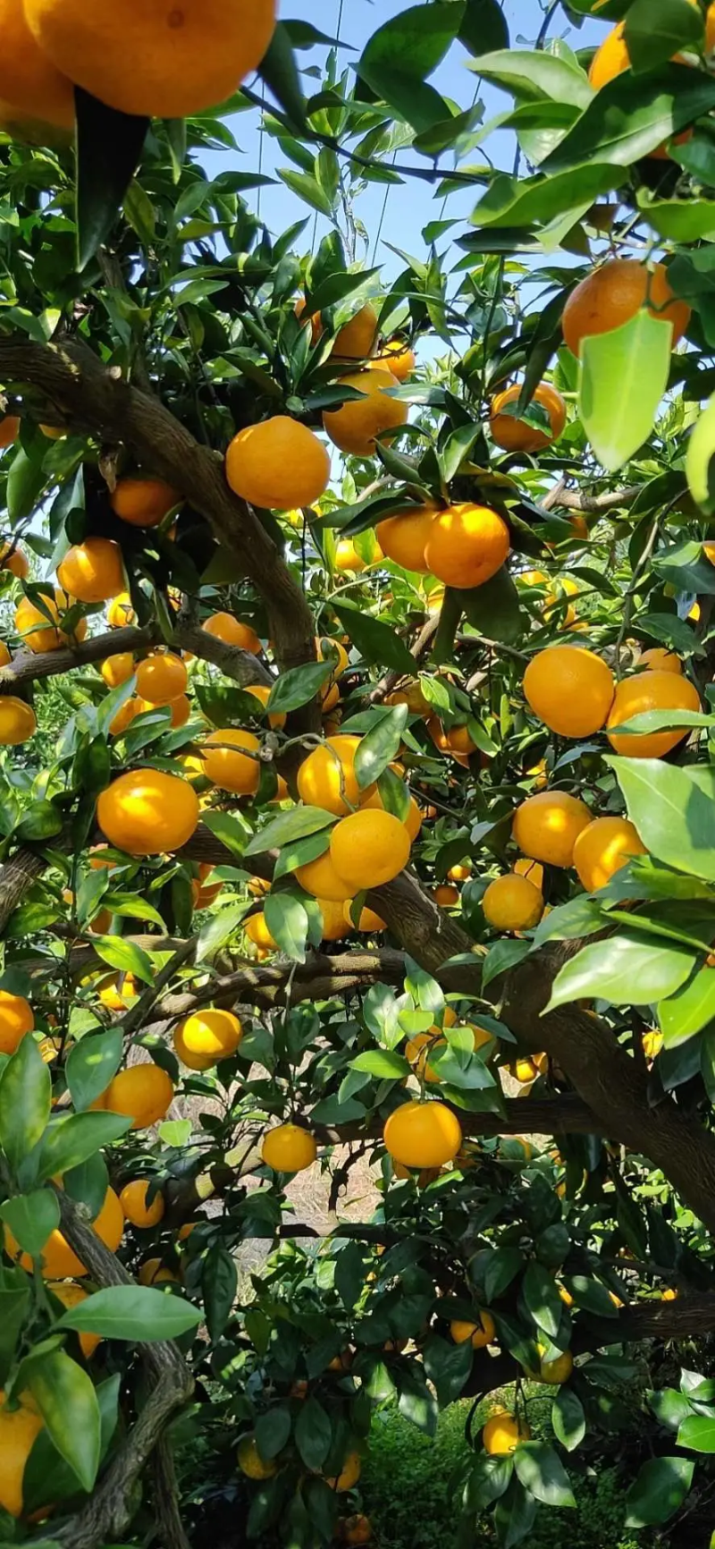 湖北小叶蜜橘高山蜜橘柑桔皮薄无渣产地直发视频看货