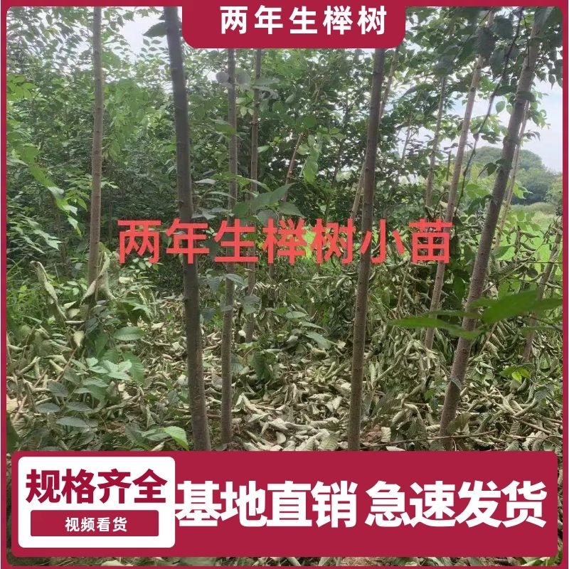 榉树苗，1-3年生榉树小苗，各规格榉树小苗，全国发货