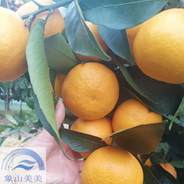 黄美人柑橘苗，象山新品种柑橘苗，爱媛68号，优质晚熟杂柑
