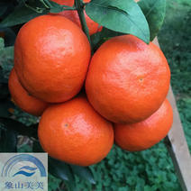 米哈亚柑橘苗，米哈亚树苗，象山优质桔子苗批发